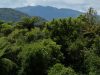 Mataitai Forest