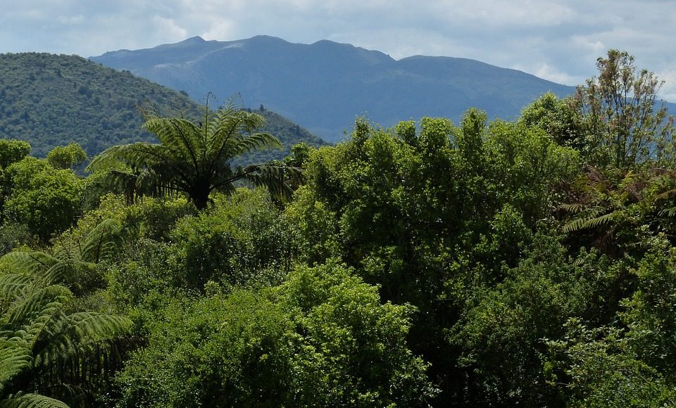 Mataitai Forest